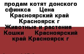 продам котят донского сфинкса, › Цена ­ 3 000 - Красноярский край, Красноярск г. Животные и растения » Кошки   . Красноярский край,Красноярск г.